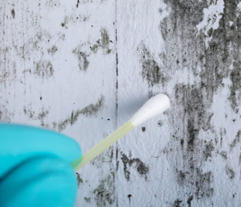 Danger-of-Mold-Spreading mold-testing