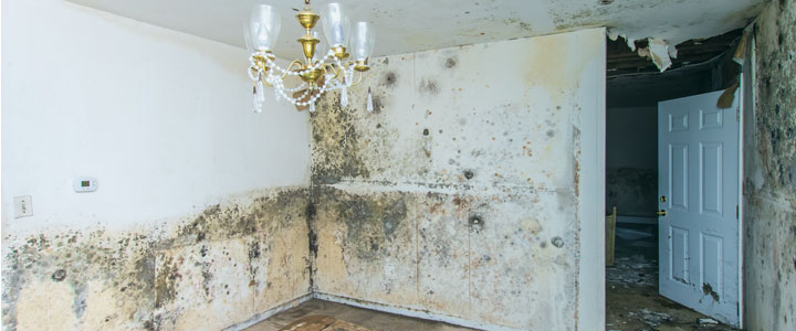 mold-inspections mold-inspection-header