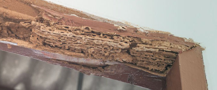 wood-destroying-organisms wood-destroying-organisms-header